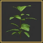 Basil