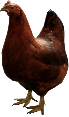 Big Chicken