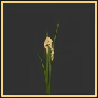 Grain