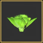 Lettuce