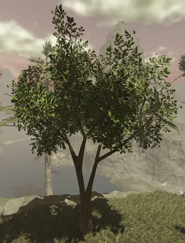 Oak Tree