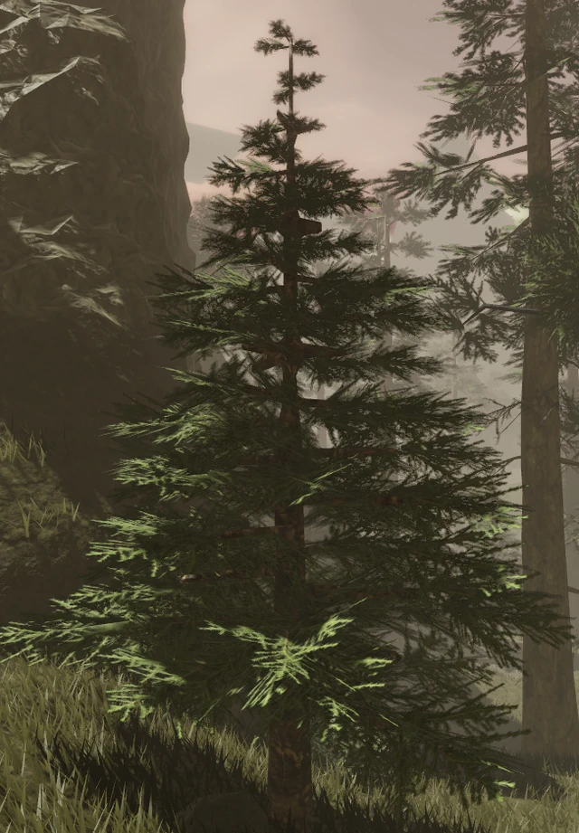 Pine Tree