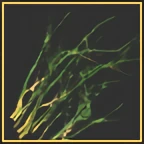 Powerwort
