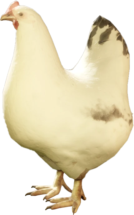 White Chicken
