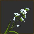 Winter Bloom